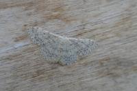 Scopula marginepunctata