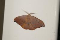 Watsonalla uncinula