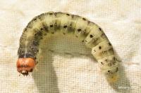 Achlya flavicornis