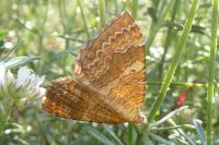 Camptogramma bilineata