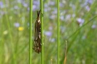 Chrysocramboides craterellus