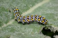 Cucullia verbasci