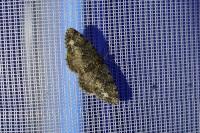 Parectropis similaria