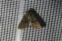Oligia