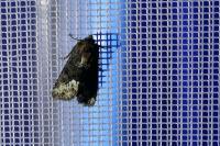 Oligia strigilis/versicolor