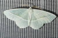 Campaea margaritaria