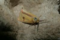Diacrisia sannio
