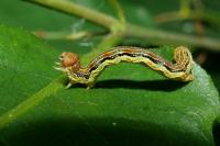Erannis defoliaria