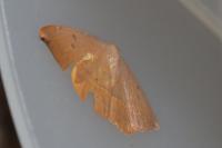 Watsonalla binaria