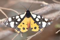 Arctia villica