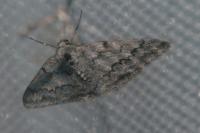 Pseudoterpna coronillaria