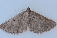 Rhoptria asperaria