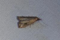 Schrankia costaestrigalis