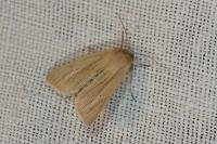 Mythimna pallens