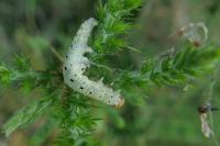 Achlya flavicornis