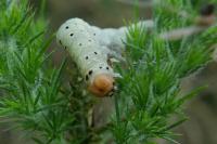 Achlya flavicornis
