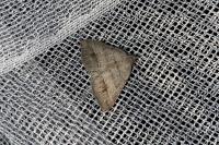 Macaria artesiaria