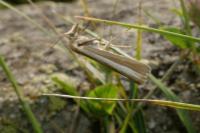 Catoptria bolivari