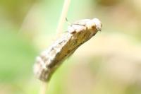 Pempeliella ornatella