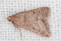 Bostra obsoletalis