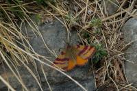 Lythria sanguinaria