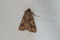 Conisania luteago olbiena