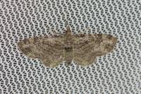 Pasiphila rectangulata