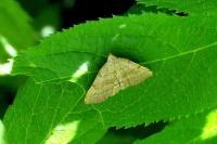 Pechipogo strigilata