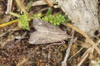 Schrankia costaestrigalis