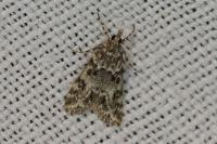 Eudonia lineola