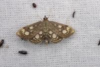 Anania coronata