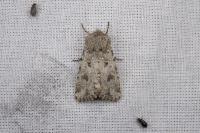 Anarta sodae