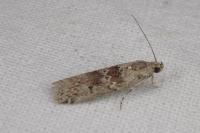 Ancylosis oblitella