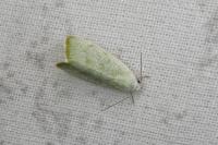 Earias vernana