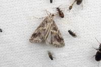Euchromius cambridgei