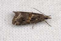 Euchromius cambridgei