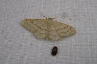 Idaea aversata