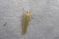Indalia pygmaeola pallifrons