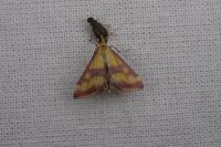 Pyrausta sanguinalis