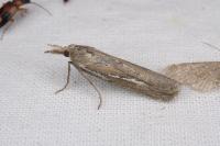 Saluria maculivittella