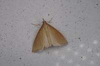 Sclerocona acutella
