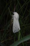 Spilosoma lubricipeda