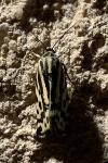 Emmelia trabealis