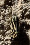 Emmelia trabealis