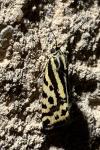 Emmelia trabealis