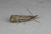Chrysocramboides craterellus
