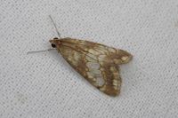 Evergestis politalis/dumerlei/marocana/marionalis
