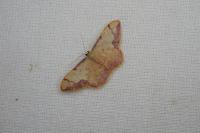 Idaea ostrinaria