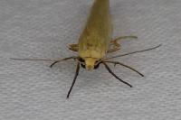 Indalia pygmaeola pallifrons