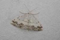 Scopula decorata